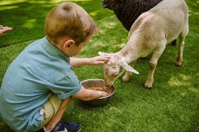 The petting zoo attracts the young and young at heart at Shepherd of the Hills Farm.
(Courtesy Photo/Shepherd of the Hills)