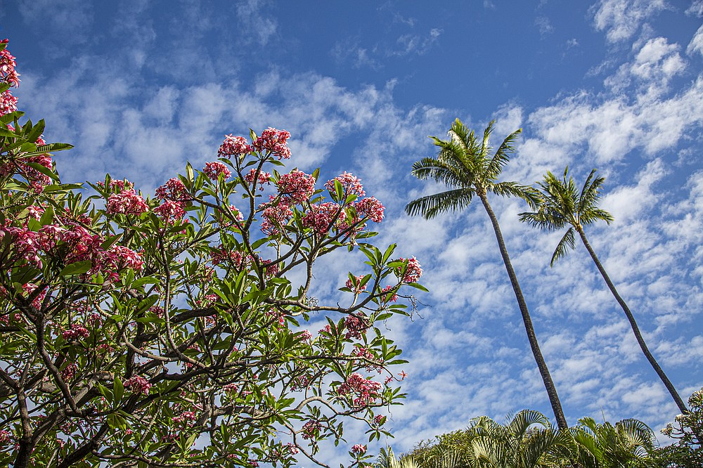 Beautiful foliage abounds in Maui. (Photo for The Washington Post/Ryan Siphers)