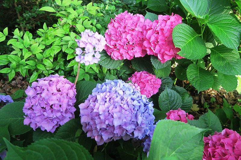 IN THE GARDEN: Hydrangea hue dependent upon acidity and aluminum content in  soil