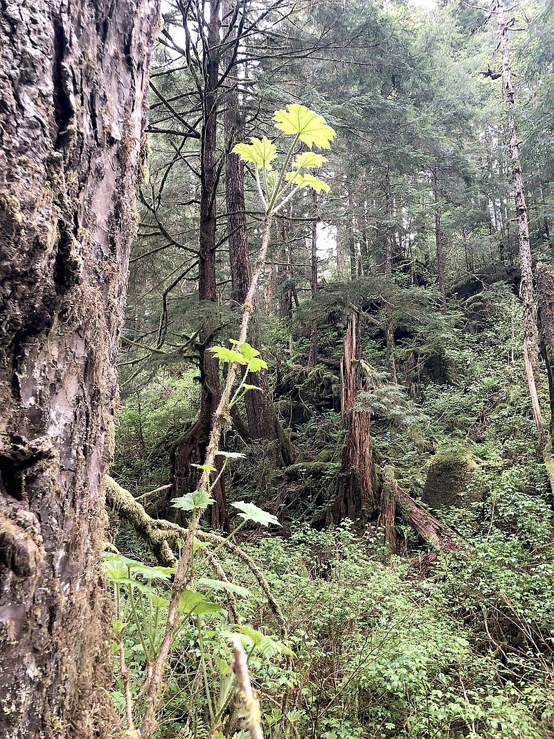 The forest of Ketchikan, Alaska.