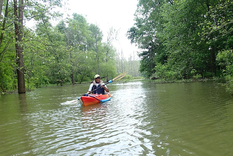 Gene Williams cruises through a backwater swamp in late May 2021 on the War Eagle arm of Beaver Lake created by the high lake level. Rising water transforms a large area about two miles downstream from War Eagle Mill into a swamp environment ideal for exploring by kayak or canoe.
(NWA Democrat-Gazette/Flip Putthoff)