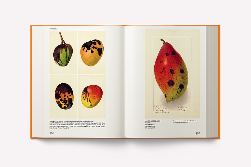 “An Illustrated Catalog of American Fruits & Nuts: The US Department of Agriculture Pomological Watercolor Collection”