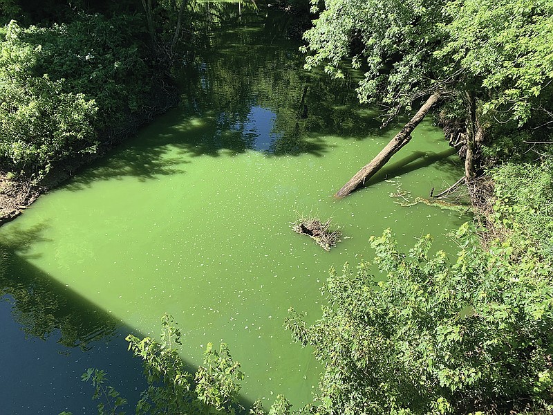 ADEQ handout photo- Algal bloom on the Poteau River near Waldron on June 22, 2021. These toxic blooms are harmful for people and animals, causing headaches, weakness, shortness of breath and gastro illnesses.