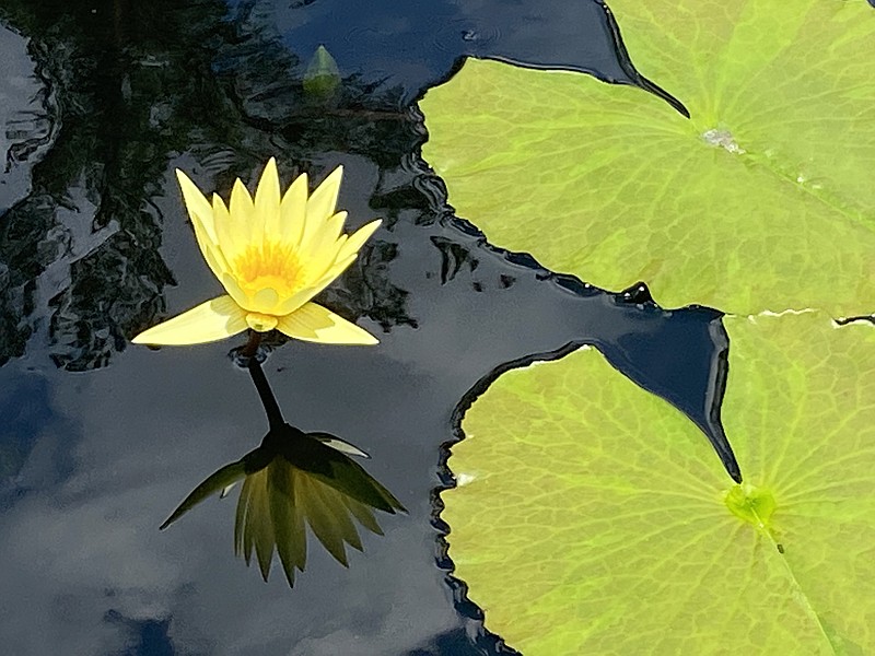 The tropical day-blooming waterlily called St. Louis Gold is part of the waterlily display at Longwood Gardens in Kennett Square, Pa. (The Washington Post/Adrian Higgins)