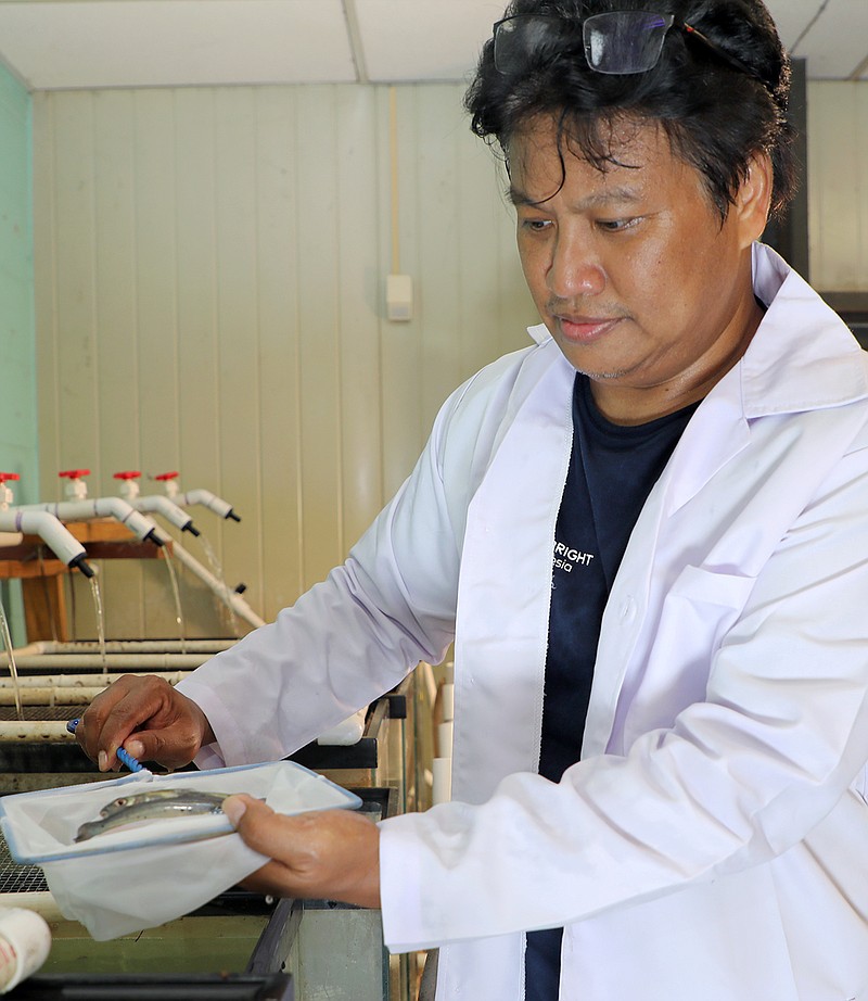 At the University of Arkansas at Pine Bluff, visiting Fulbright Scholar Rudy Nugroho is researching the potential to supplement or completely replace fishmeal in the diets of tilapia with larvae of the black soldier fly. (Special to The Commercial/University of Arkansas at Pine Bluff)