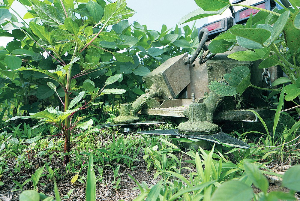A Greenfield Robotics robot in a soybean field is about to cut down a weed that is located between the 10 inch rows of soybeans at Clint Brauer's field near Cheney, Kan., on Tuesday, July 6, 2021. The robots are different with one cutting with two blades and one cutting with three blades. (Sandra J. Milburn/The Hutchinson News via AP)