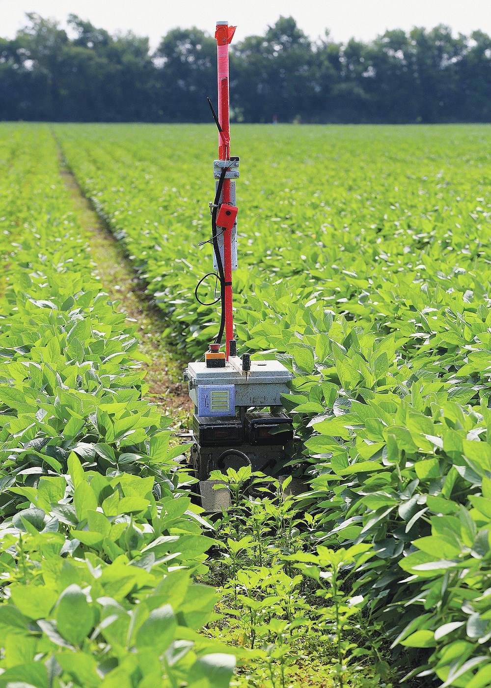 A Greenfield Robotics robot travels in between rows of soybeans as it cuts down weeds in a field near Cheney, Kan., on Tuesday, July 6, 2021. In front of the robot is the density of weeds that will be cut and behind it shows the result. (Sandra J. Milburn/The Hutchinson News via AP)