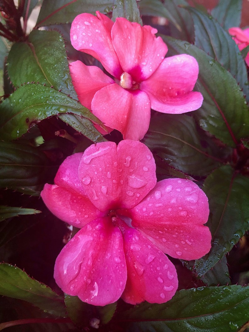 Westside Eagle Observer/RANDY MOLL  New Guinea impatiens continue to show brilliant color on a warm July 12 morning in Gentry.