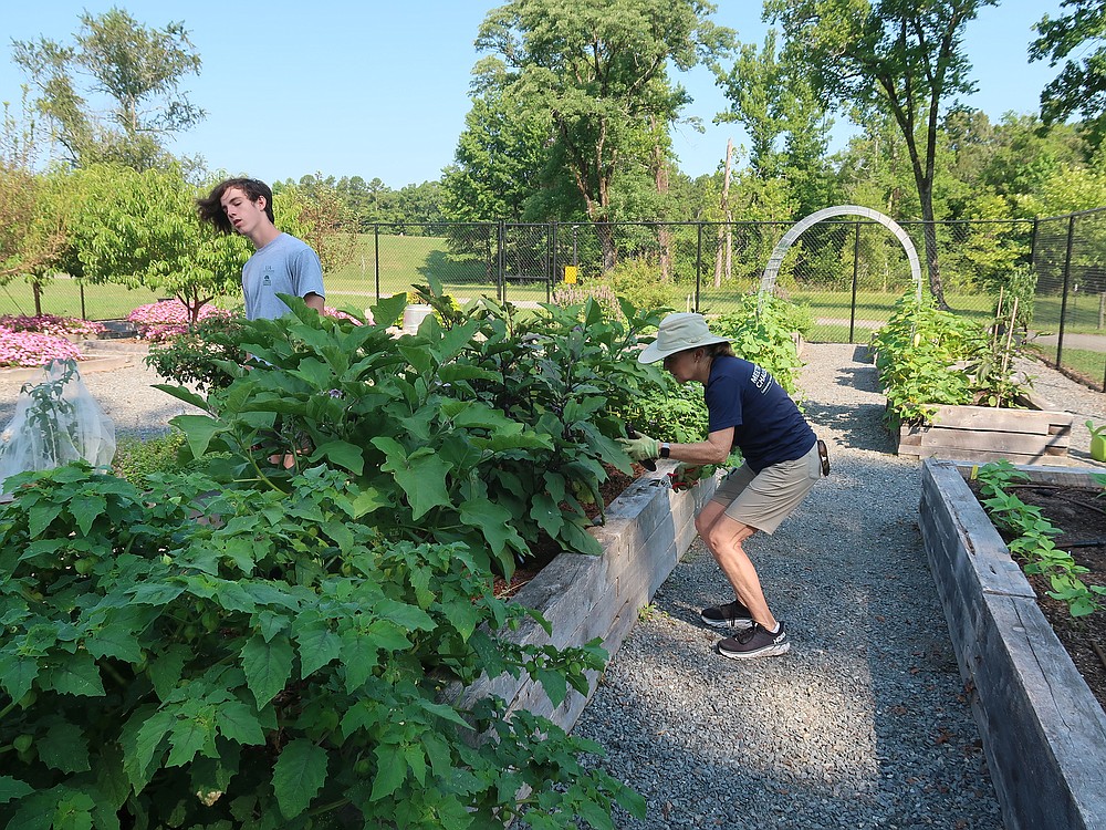 Jackson Canon (left) and Ginger Fleming work on their crops at the Garden at the Vines. (Special to the Democrat-Gazette/Janet Carson)