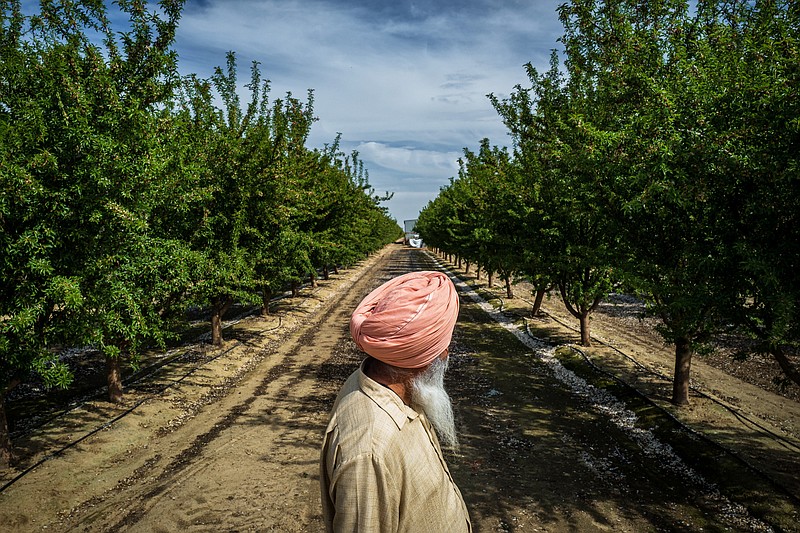 Sarbjit Sran surveys trees at his family farm in Kerman, Calif. where he grows a raisins and almonds, March 17, 2021. In California, a young generation of Sikh farmers has agricultural roots that stretch back 900 years. (Ryan Christopher Jones/The New York Times)