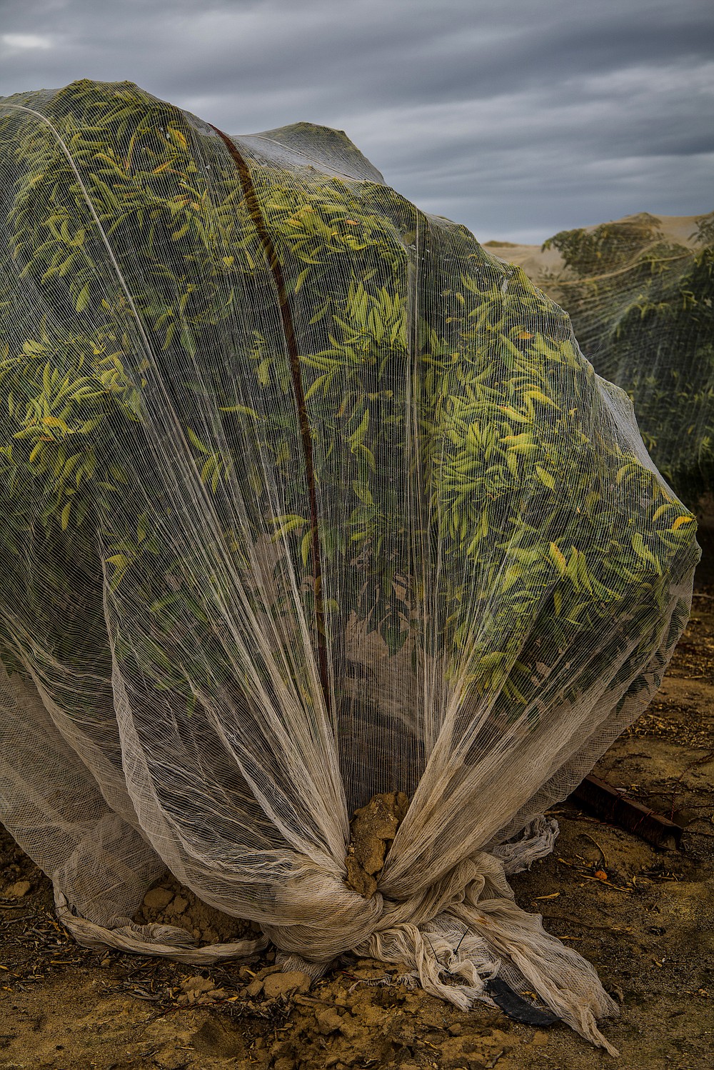 Mosquito nets on almond trees at a farm in Selma, Calif., March 18, 2021. In California, a young generation of Sikh farmers has agricultural roots that stretch back 900 years. (Ryan Christopher Jones/The New York Times)