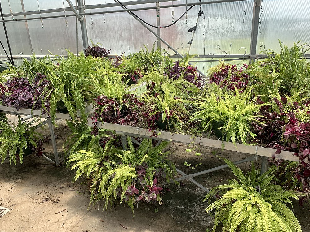 COURTESY PHOTO Hutton said there are about 45 plants still available for purchase this summer. All plants being sold are leftover from the last greenhouse plant sale.