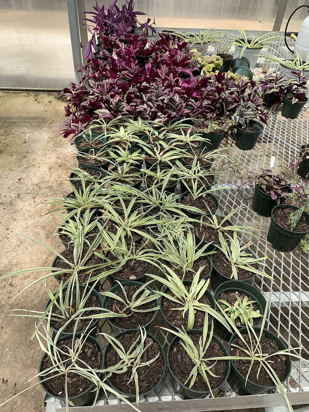 COURTESY PHOTO Photo of plants available for purchase this summer. In the winter, a popular plant grown by the greenhouse class is poinsettias.