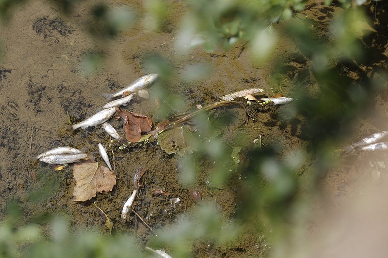 Dead fish are visible Wednesday, July 14, 2021, in Spring Creek just north of downtown Springdale. A city employee Wednesday morning found thousands of dead fish, both large and small and noticed a smell of ammonia in the Creek. Check out nwaonline.com/210715Daily/ and nwadg.com/photos for a photo gallery.(NWA Democrat-Gazette/David Gottschalk)