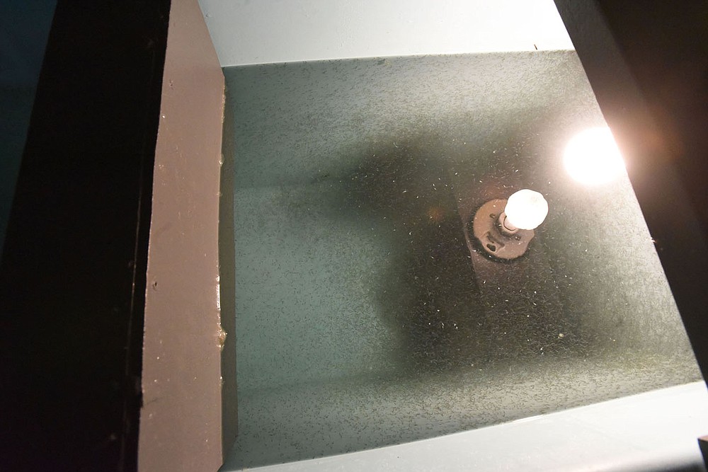 Newly hatched walleye fry, smaller than a pin head, swim in a tank at the hatchery.
(NWA Democrat-Gazette/Flip Putthoff)