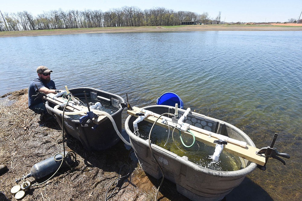 Joe Adams, hatchery manager, transfers walleye fry into a pond at the hatchery. The walleye will grow into fingerlings about two inches long. Then they'll be transported for stocking at Beaver and other lakes.
(NWA Democrat-Gazette/Flip Putthoff)