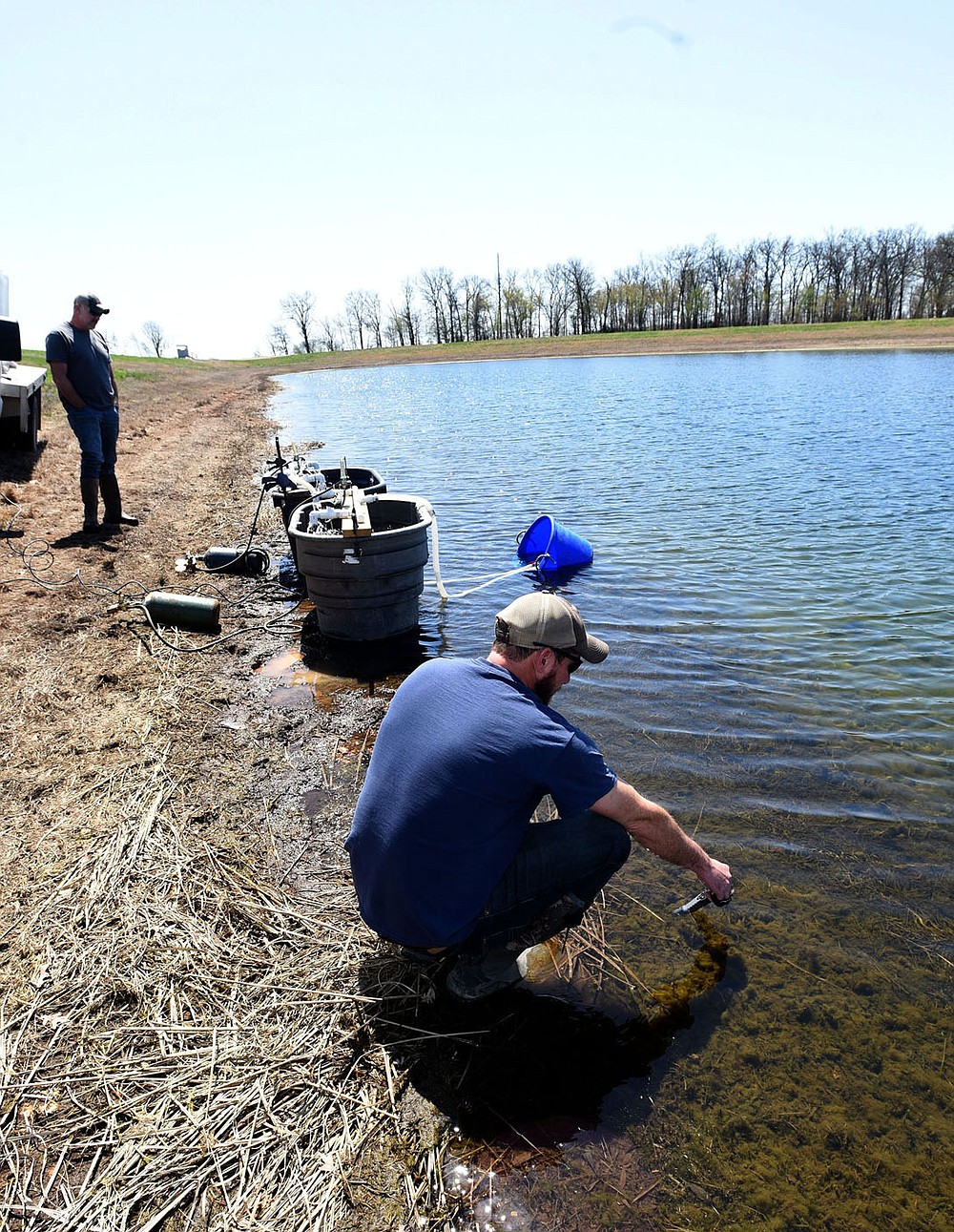 Hatchery workers, including manager Joe Adams (right), transfer walleye fry into a pond at the hatchery. The walleye will grow into fingerlings about two inches long. Then they'll be transported and stocked at Beaver and other lakes.
(NWA Democrat-Gazette/Flip Putthoff)