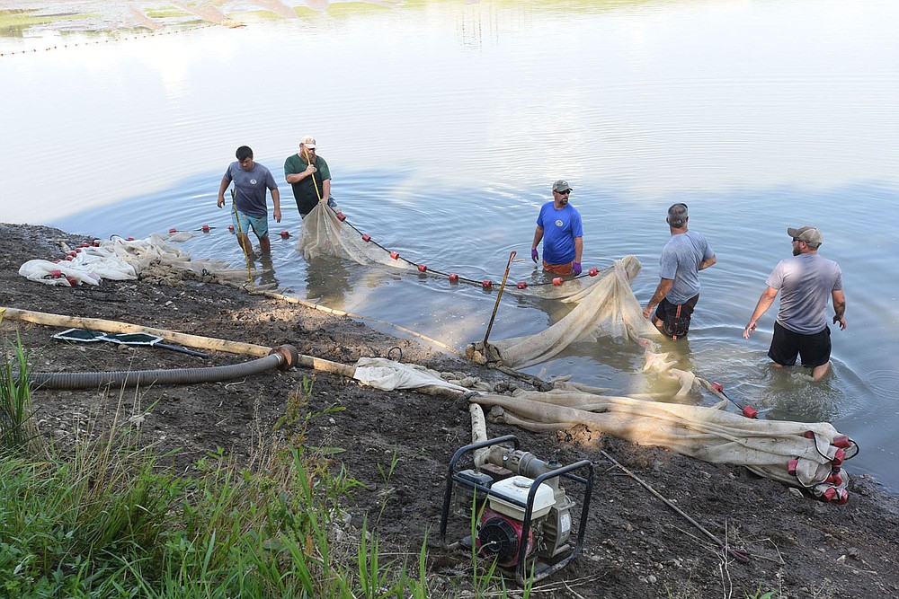 Staff at the Charlie Craig State Fish Hatchery seine a pond to collect walleye fingerlings. Fingerlings are loaded into trucks and transported for stocking at Beaver Lake and other reservoirs.
(NWA Democrat-Gazette/Flip Putthoff)