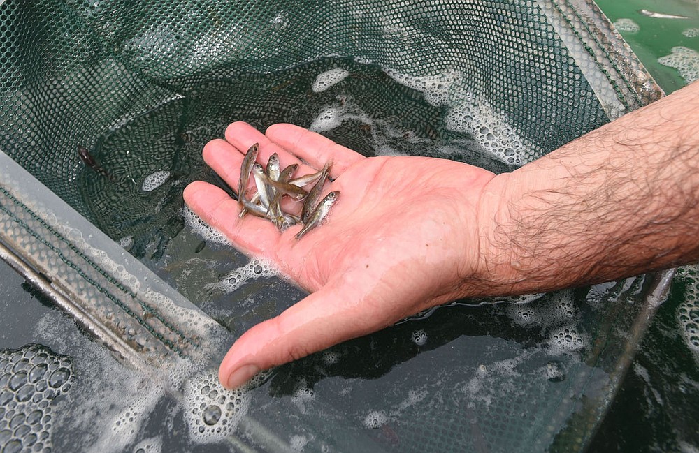 Walleye fingerlings are ready to be stocked into Beaver Lake.
(NWA Democrat-Gazette/Flip Putthoff)