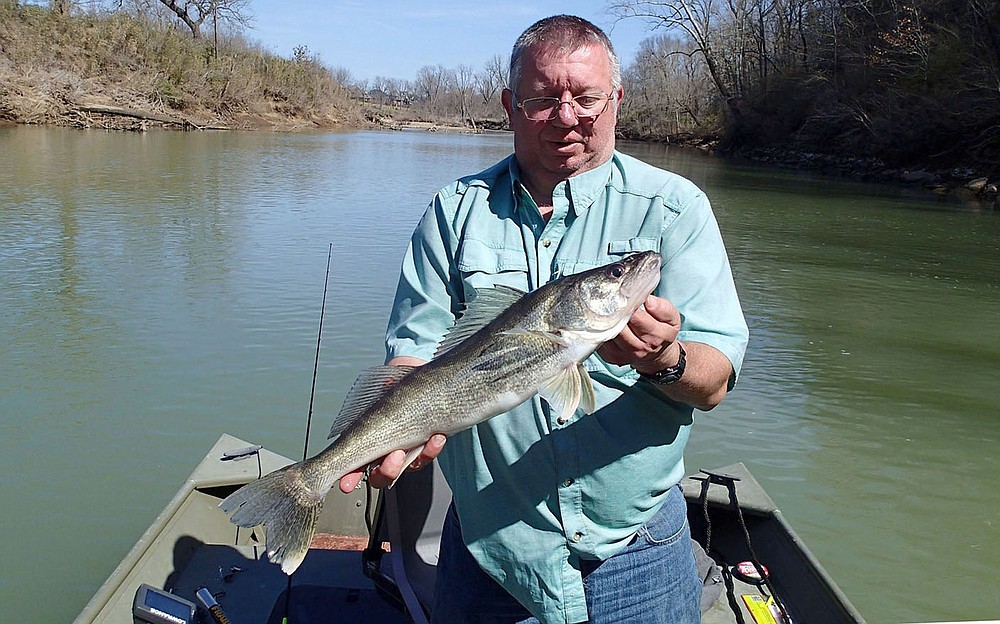 Mike McBride of Winslow used a single-tail grub to catch this 21-inch walleye in March 2019 on the White River east of Fayetteville.
(NWA Democrat-Gazette/Flip Putthoff)