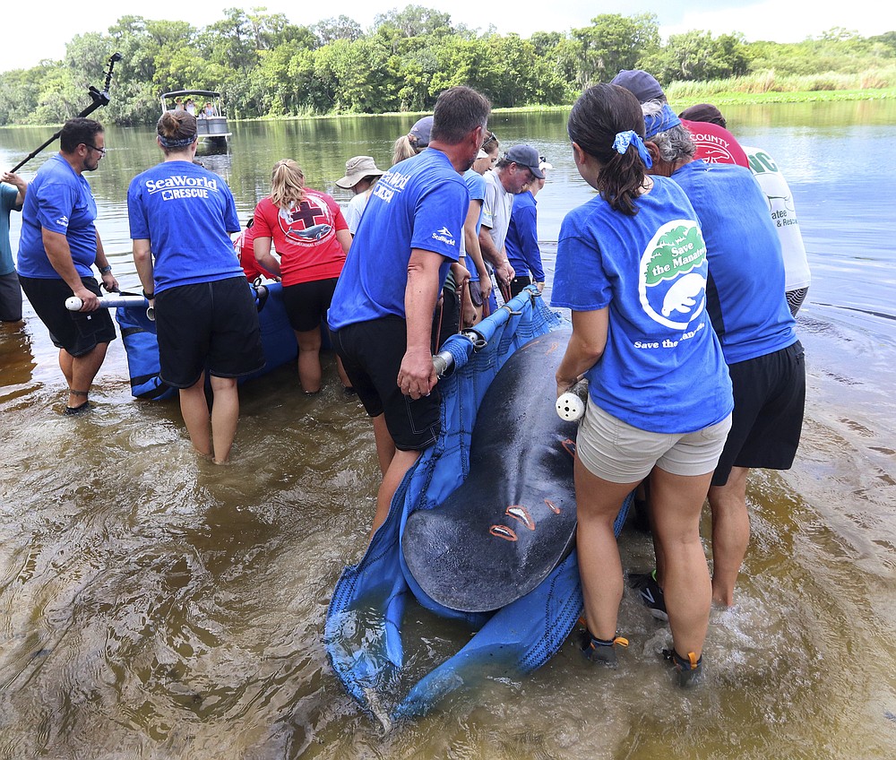 Rehabbed mama manatee and her calf set free in Florida river