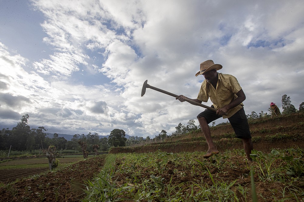 Sri Lankan vegetable farmer Pathmasiri Kumara removes weeds in his potato field in Keppetipola, Sri Lanka on July 1, 2021. Sri Lanka has cut back on imports of farm chemicals, cars and even its staple spice turmeric as its foreign exchange reserves dwindle, hindering its ability to repay a mountain of debt as the South Asian island nation struggles to recover from the pandemic. (AP Photo/Eranga Jayawardena)