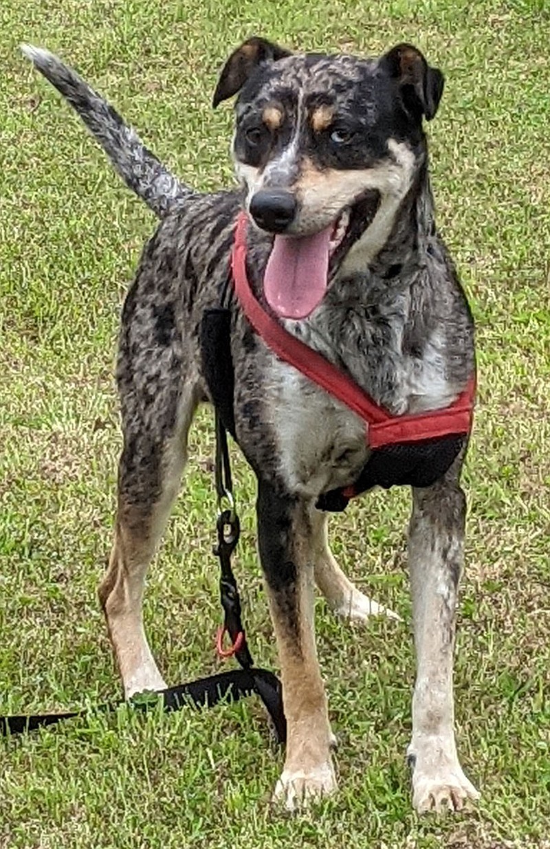 Submitted
Steele was taken off a chain and is learning how to walk on a leash. He is a one year old heeler mix. He is on the small side (35 pounds) with lots of energy to keep up with a busy family. He is good with older children and cats but prefers only female dogs. He has been neutered and given his rabies vaccine, along with worming, flea and tick and 7 way, which is included in his $100 Adoption fee. For more information, please call 918-326-4154 or email pamwithtailwaggers@gmail.com.