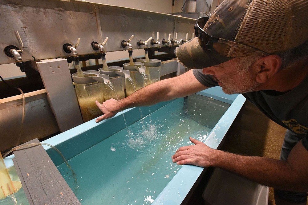 Heath Dake with the Arkansas Game and Fish Commission shows last spring thousands of walleye eggs that will soon hatch into tiny fry that are not much larger than pepper flakes. Walleye are raised each year at the Game and Fish Charlie Craig State Fish Hatchery in Centerton to boost their numbers at Beaver Lake and other reservoirs.
(NWA Democrat-Gazette/Flip Putthoff)