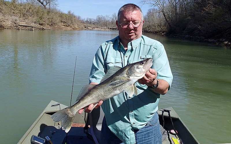 Mike McBride of Winslow used a single-tail grub to catch this 21-inch walleye in March 2019  on the White River east of Fayetteville.
(NWA Democrat-Gazette/Flip Putthoff)