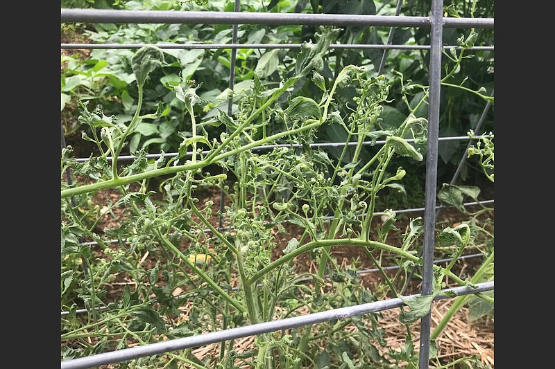 Hay that was treated with herbicide can cause irregular and stunted growth on tomatoes. (Special to the Democrat-Gazette)