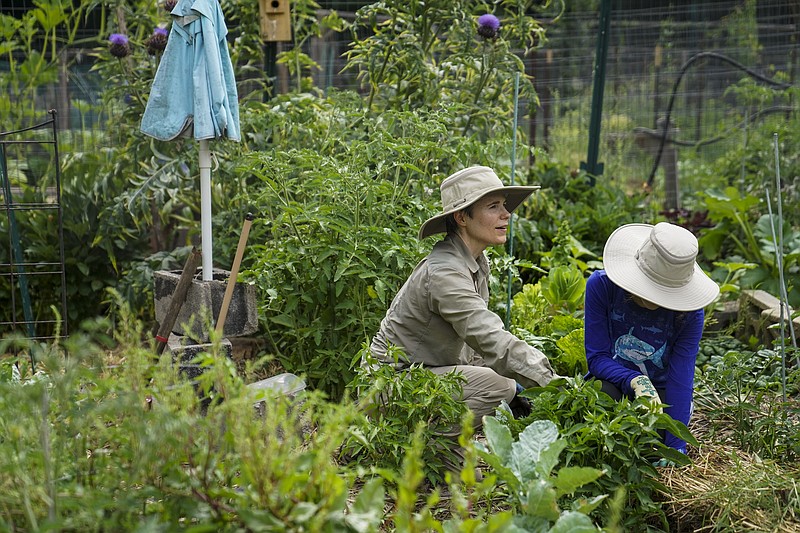 Teresa Savarino and daughter Sylvia Hopkins, 14, work in their no-till garden in the Glover Park Community Garden in Northwest Washington. Under their system of permaculture, they report greater harvests with less work. (The Washington Post/Carolyn Van Houten)