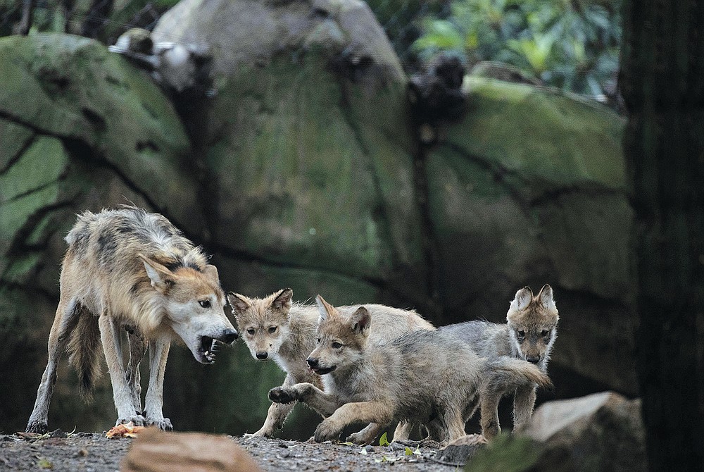 Mexican wolf breeding program gets boost from zoo
