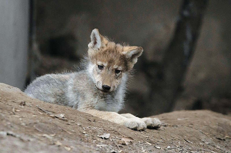 Mexican wolf breeding program gets boost from zoo