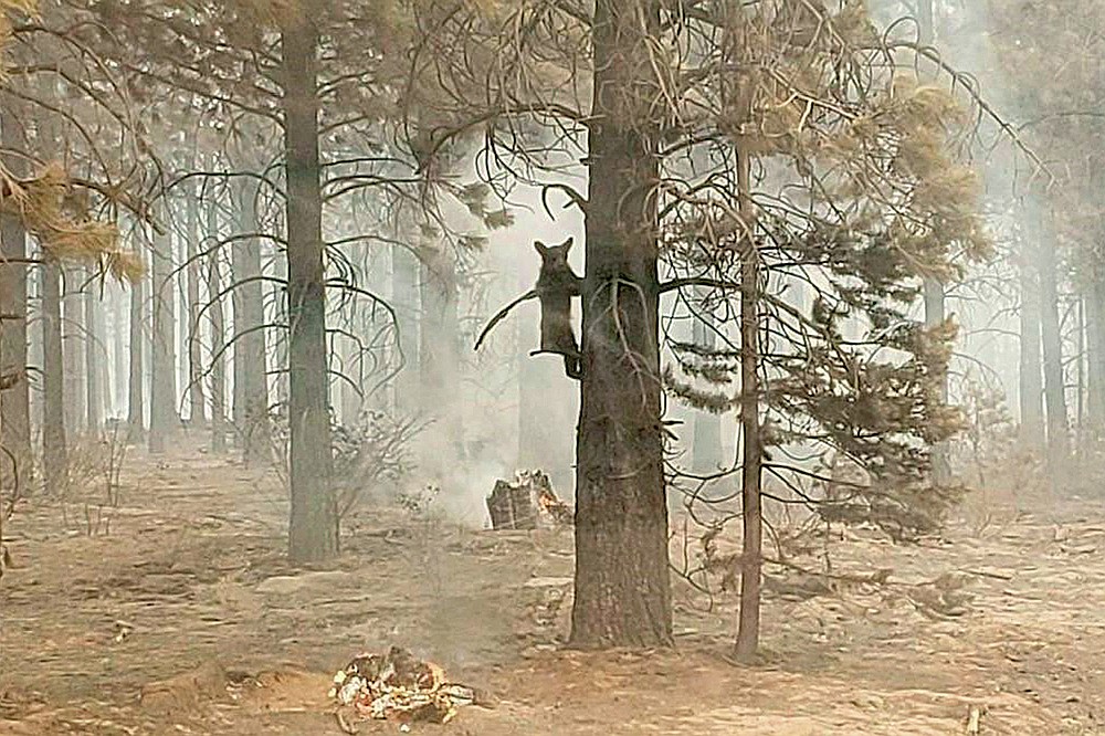 In this photo provided by the Bootleg Fire Incident Command, a bear cub clings to a tree after being spotted by a safety officer at the Bootleg Fire in southern Oregon, Sunday, July 18, 2021. As more fire personnel moved into the area, the cub scurried down the tree trunk and later left after being offered water. (Bryan Daniels/Bootleg Fire Incident Command via AP)