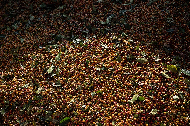 Coffee beans are piled into a bin to be cleaned at a farm in Guaxupe, Minas Gerais state, Brazil, on June 2, 2021. MUST CREDIT: Bloomberg photo by Patricia Monteiro.