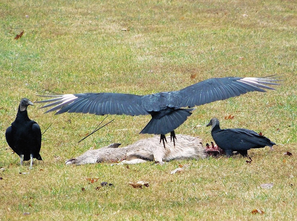 Is It Legal To Kill A Black Vulture at Joe Bergerson blog