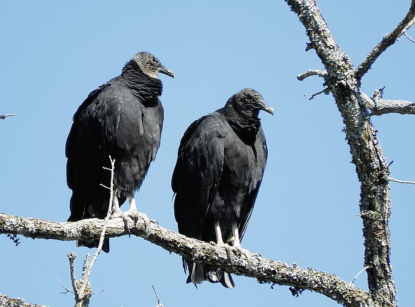 African vultures follow the dead, not the herd