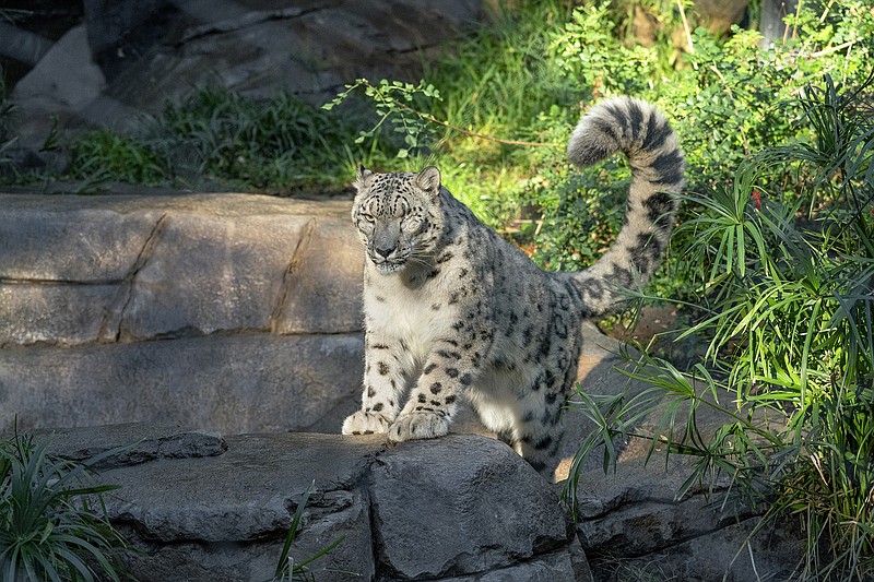 This Oct. 17. 2018, photo, provided by the San Diego Zoo Wildlife Alliance, shows Ramil, a male snow leopard, who was tested for the coronavirus after caretakers noticed that he had a cough and runny nose on Thursday, July 22, 2021, at the San Diego Zoo in San Diego. The animal's stool sample was tested by the zoo staff and at a state-level lab, both of which confirmed the presence of the coronavirus, the zoo said in a statement Friday, July 23. It's unclear how Ramil got infected. In 2017, veterinarians removed his left eye due to a chronic condition he already had when he arrived at the zoo. (San Diego Zoo Wildlife Alliance via AP)