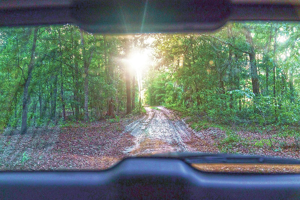 The sun sets between the trees in Hawthorne, Fla., Thursday, April 15, 2021, along a road that runs from the former home of Charles Newcomb, the local KKK Exalted Cyclops, to where he and accomplices traveled to scope out the home of Warren Williams, whom they were planning on kidnapping and murdering in 2015. (AP Photo/David Goldman)