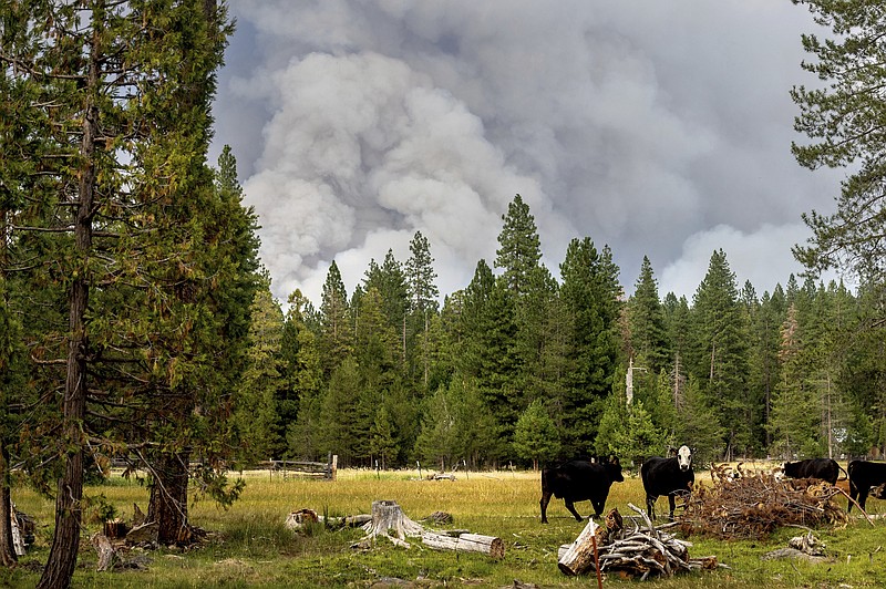 Cows graze as smoke rises from the Dixie Fire burning in Lassen National Forest, Calif., near Jonesville on Monday, July 26, 2021. (AP Photo/Noah Berger)