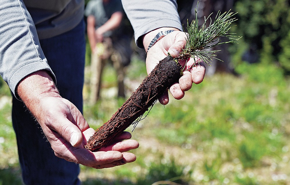 Flathead National Forest culturist Karl Anderson holds a whitebark pine seedling on June 24, 2021, prior to planting it on a mountainside at Whitefish Mountain Resort in Whitefish, Mont. Whitebark pine are critical for high-elevation mountain locations and the wildlife that live there. Whitebark pine have been threatened by climate change, pine beetles and a fungus called blister rust. (Whitney England/Whitefish Pilot via AP)