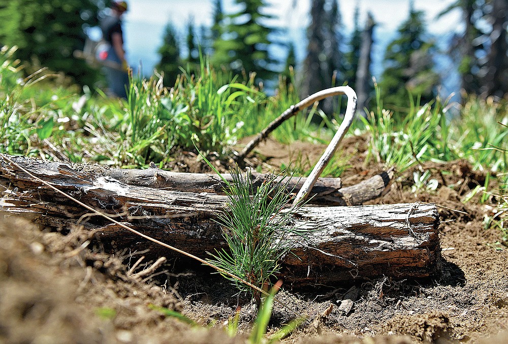 A tiny whitebark pine seedling is planted on June 24, 2021, in a carefully chosen microsite that will protect the tree in its younger years as it grows on a mountainside at Whitefish Mountain Resort in Whitefish, Mont. Restoration efforts for the threatened whitebark pine trees in the Flathead National Forest have been underway for more than 20 years. (Whitney England/Whitefish Pilot via AP)