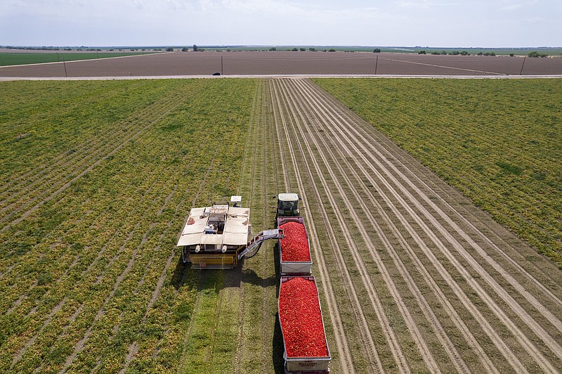 Tomatoes are harvested in San Joaquin Valley, Calif., by Ingomar Packing Company. MUST CREDIT: Photo by John Brecher for The Washington Post.