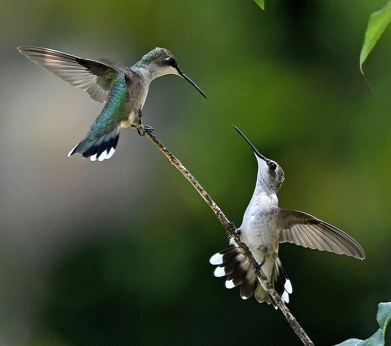 Submitted/TERRY STANFILL
Hummingbirds face off on a small tree branch July 26.