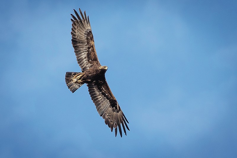 An adult golden eagle circles overhead as Hawkwatch International researchers prepare to enter its nest to collect data and samples from a nestling in a remote area of Box Elder County, Utah, on Thursday, May 20, 2021. (Spenser Heaps/The Deseret News via AP)