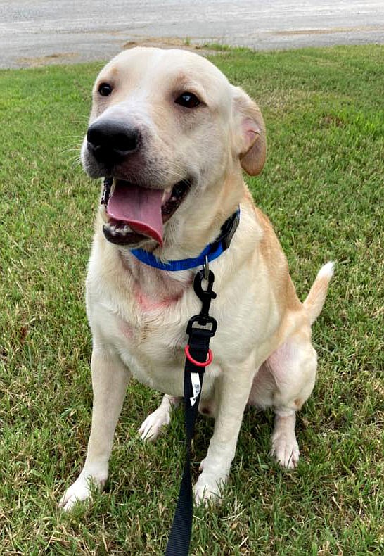 SUBMITTED
Jasper is a younger male Lab mix, approximately 18 months old. He is a large-sized dog and very friendly. He likes to go for walks and be loved on. If you would like to meet Jasper or think he would make a great addition to your family, please contact Waylon at 918-868-4404.