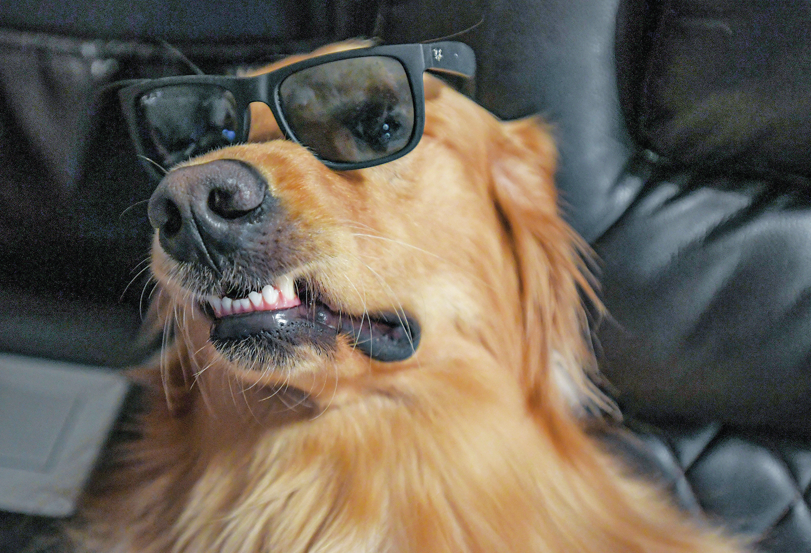 S.C. dog becomes a TikTok star because of his premium doghouse - Vimarsana News