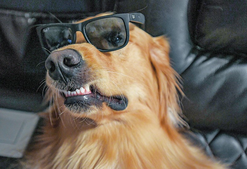 Teddy, a two-year old golden retriever, poses for a photo with sunglasses in a custom home theater built by Johnathan Lower of Piedmont, S.C., in July 2021. Videos with the two have had millions of viewers on TikTok. (Ken Ruinard/The Independent-Mail via AP)