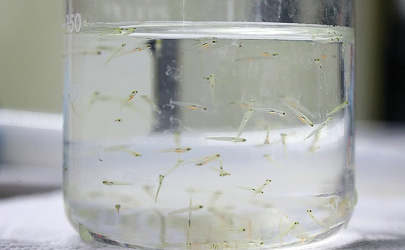 Big headed carp larval fish sit ready for research on Tuesday, July 20, 2021, at the US Geological Survey facility in Columbia, Mo. A biologist will record their navigational functions in water current. USGS and University of Missouri researchers received a $200k grant to study how invasive carp eggs move through rivers. This could pave the way for better control of these fish, as they are currently spreading throughout Missouri and the Midwest causing ecological and economic damage.(Christian Gooden/St. Louis Post-Dispatch via AP)