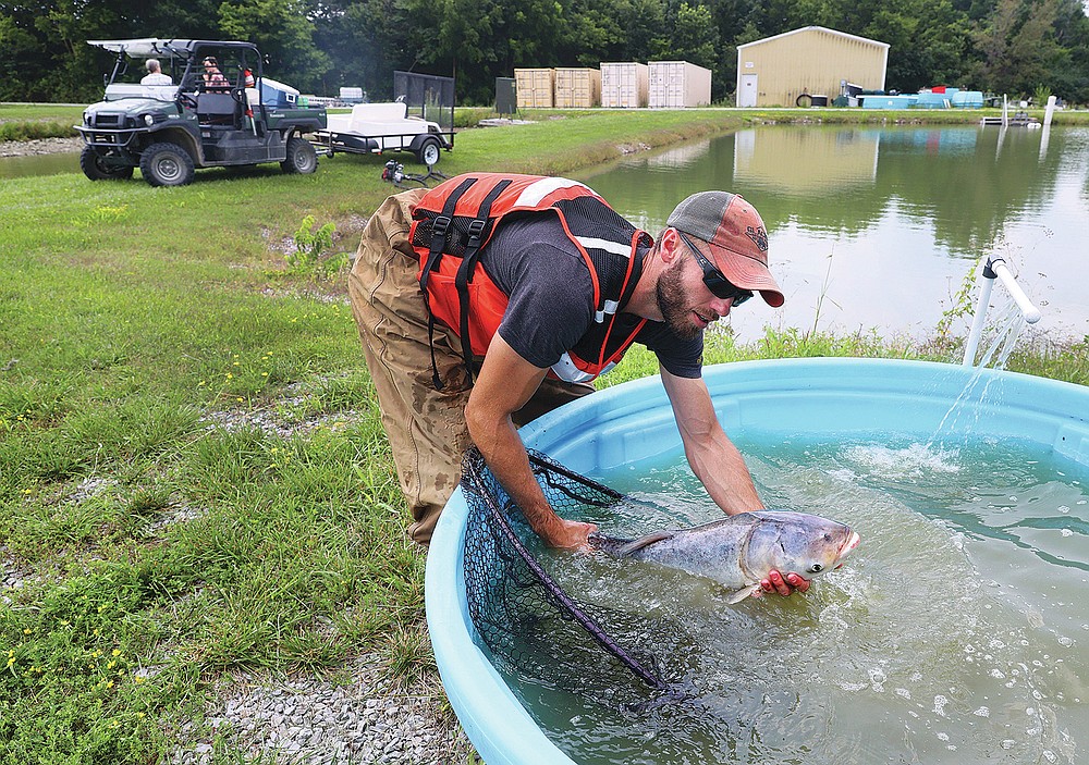 CORRECTS TO BIGHEAD CARP, NOT BIG HEADED CARP - Ben Stahlschmidt, a fish biologist with the US Geological Survey, releases bighead carp into a holding tank on Tuesday, July 20, 2021, after pulling it from one of the ponds at the Columbia, Mo., facility. USGS and University of Missouri researchers received a $200k grant to study how invasive carp eggs move through rivers. This could pave the way for better control of these fish, as they are currently spreading throughout Missouri and the Midwest causing ecological and economic damage. (Christian Gooden/St. Louis Post-Dispatch via AP)